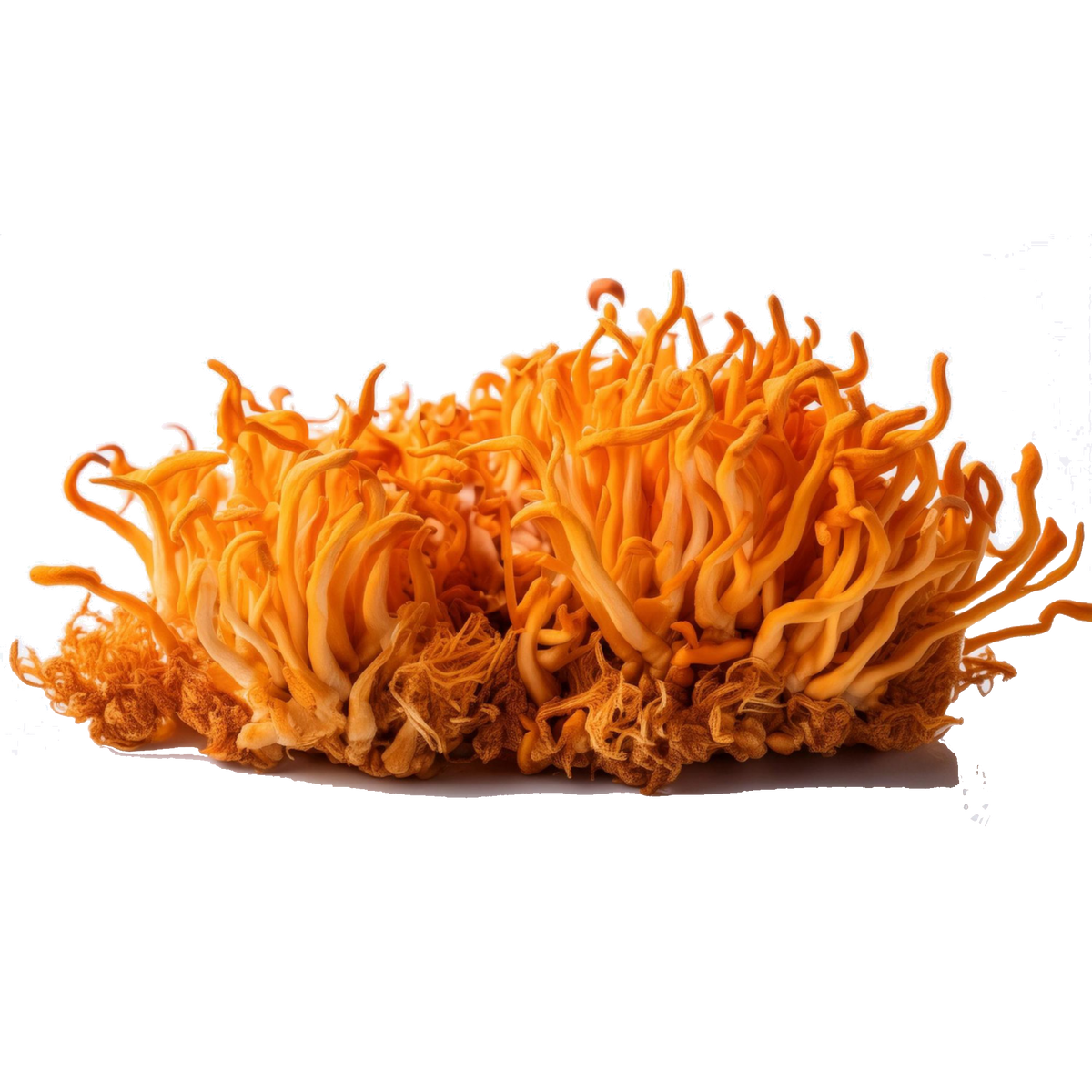 Cordyceps ist ein Vitalpilz für mehr Energie und mehr Hormonbalance