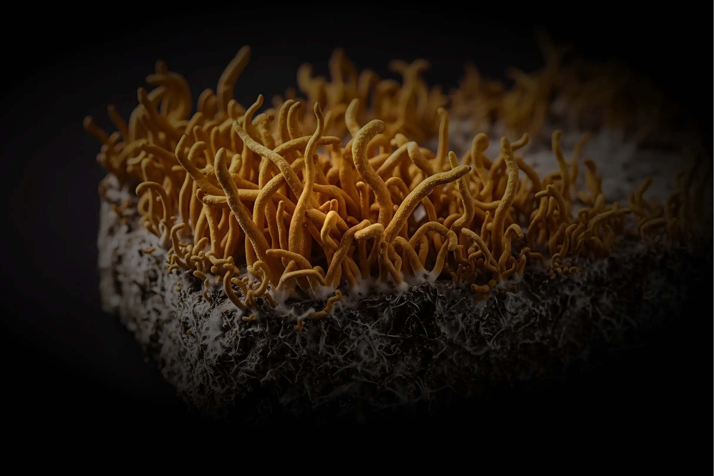 Cordyceps ist ein Vitalpilz in unserer Futterergänzung / Nahrungsergänzung für Hunde 