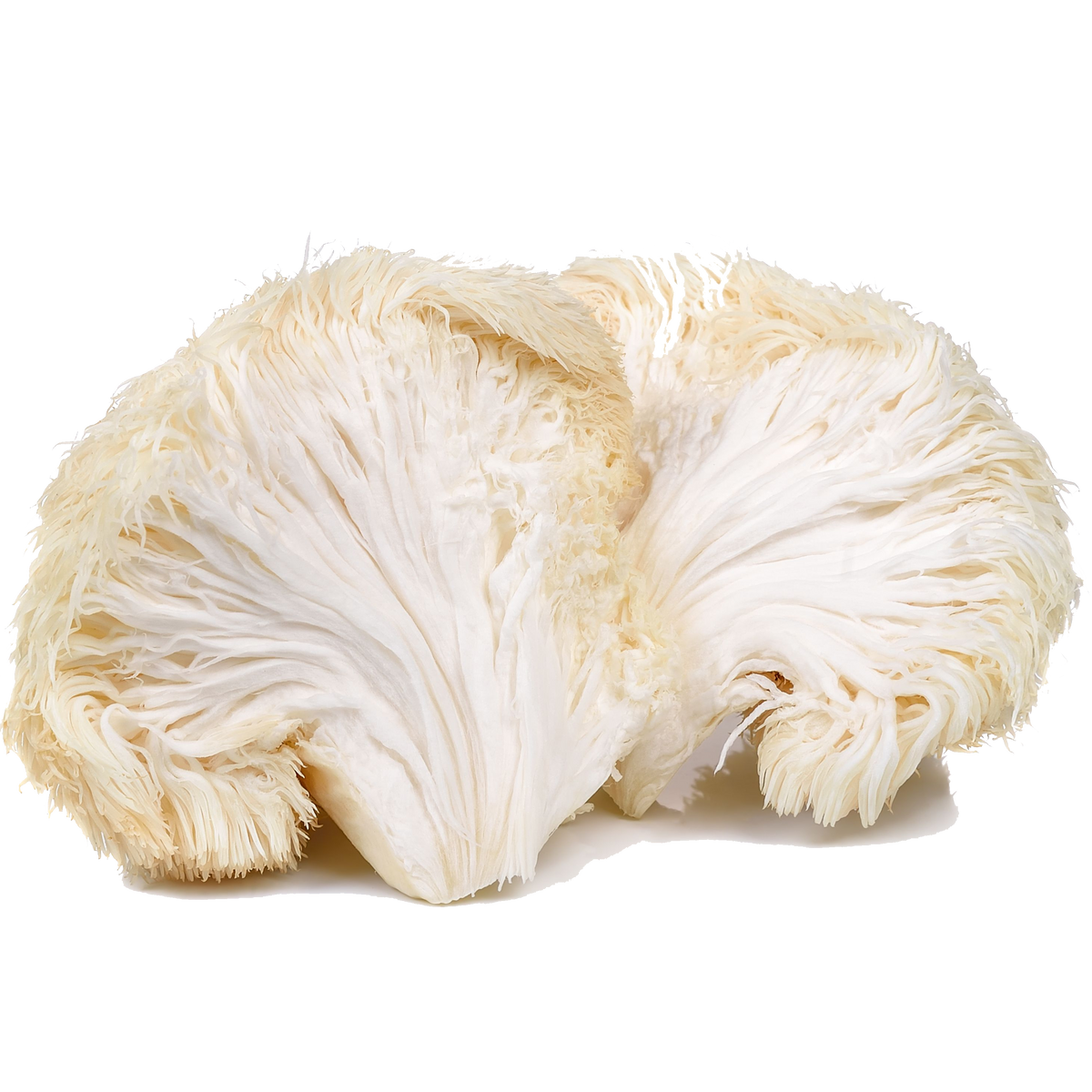 Hericium Lion's Mane