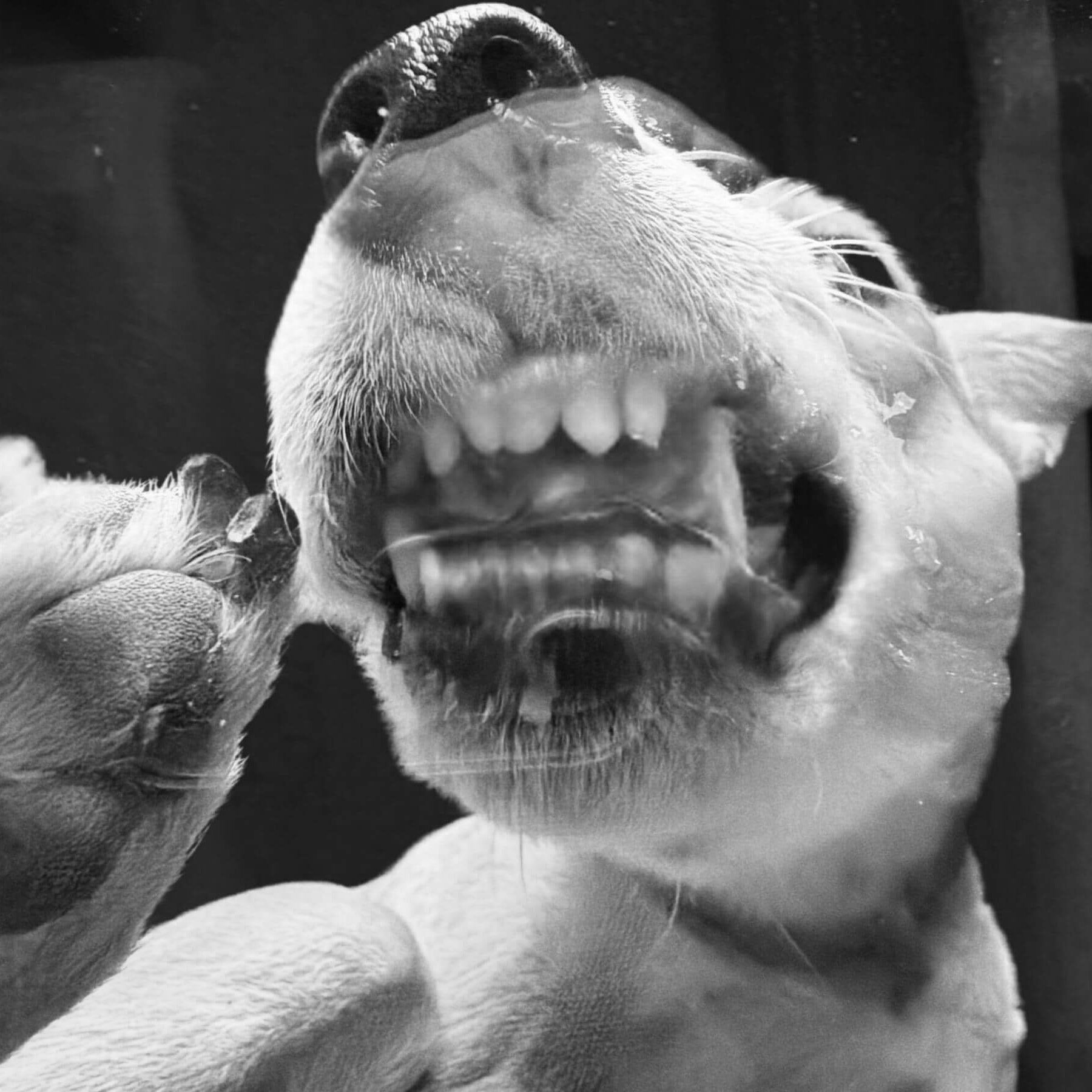 Hund schleckt Nahrungsergänzung mit Vitalpilzen