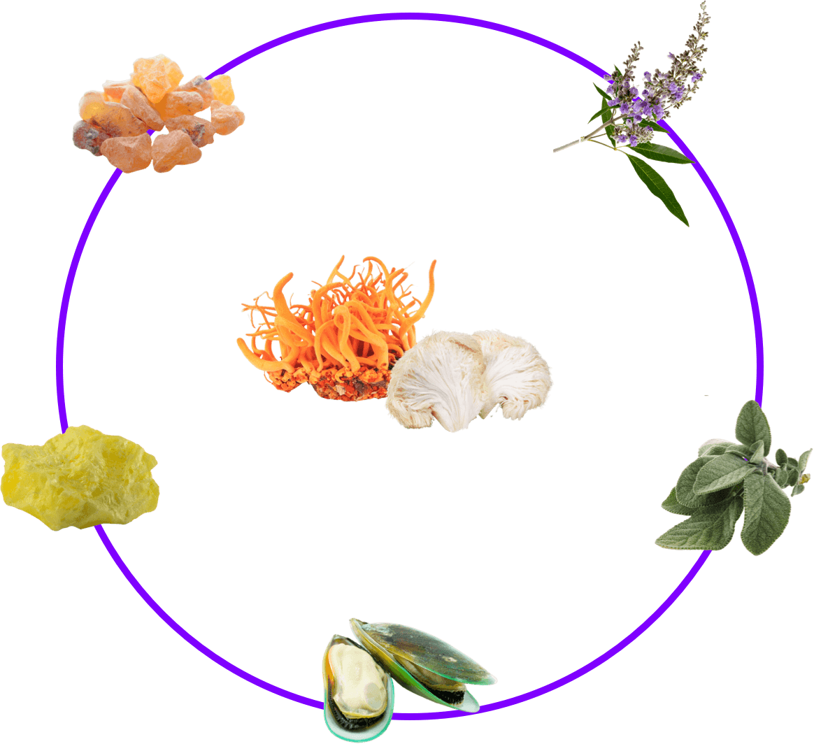 Vitalpilze und Kräuter in Futterergänzung für Hunde wie Weihrauch, Schwefel/MSM, Mönchspfeffer, Salbei, Cordyceps und Hericium