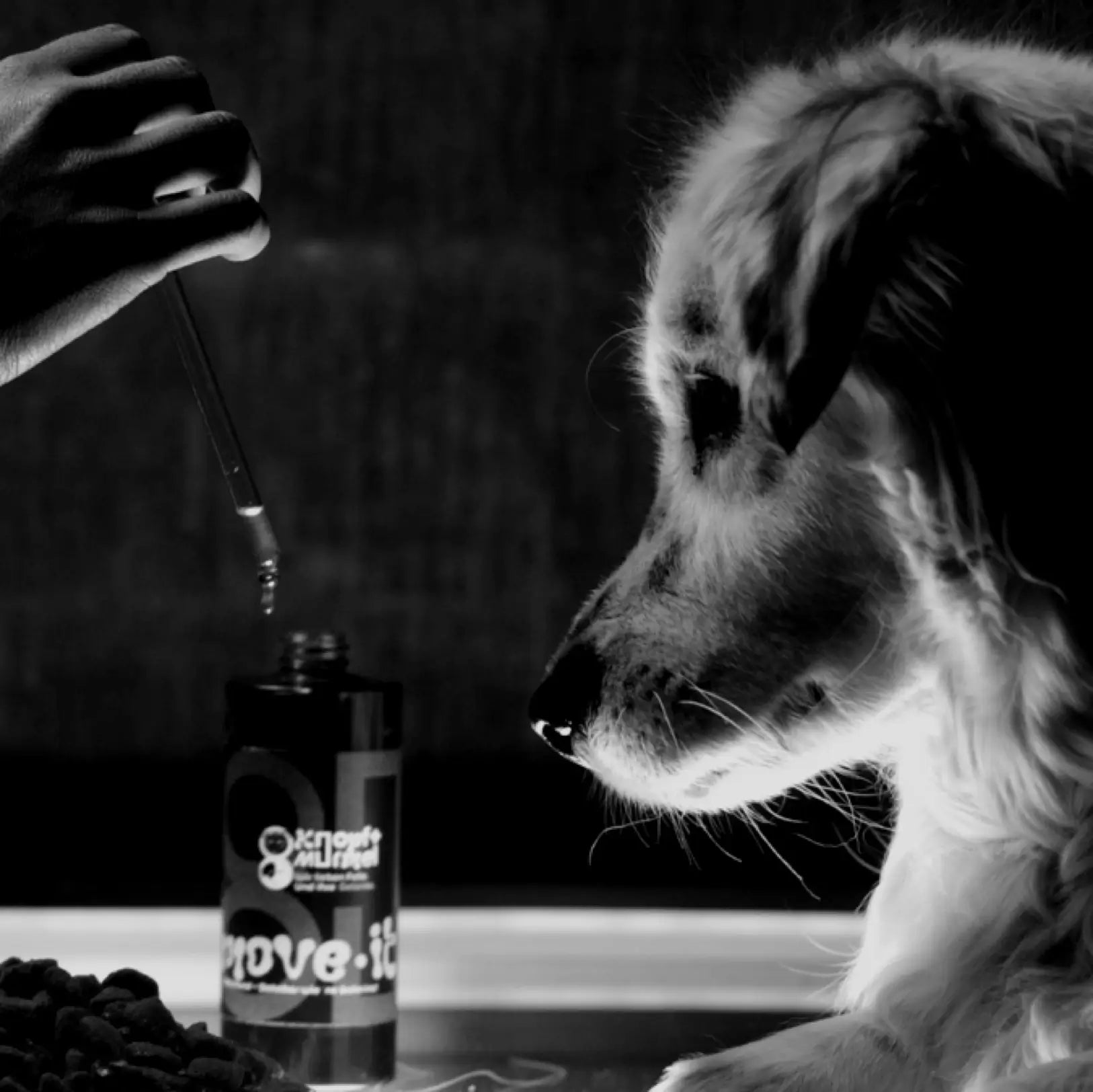 Hund vor Pipette - Hohe Bioverfügbarkeit bei Futterergänzungsmittel für Hunde in Tropfenform/flüssig mit Vitalpilzen