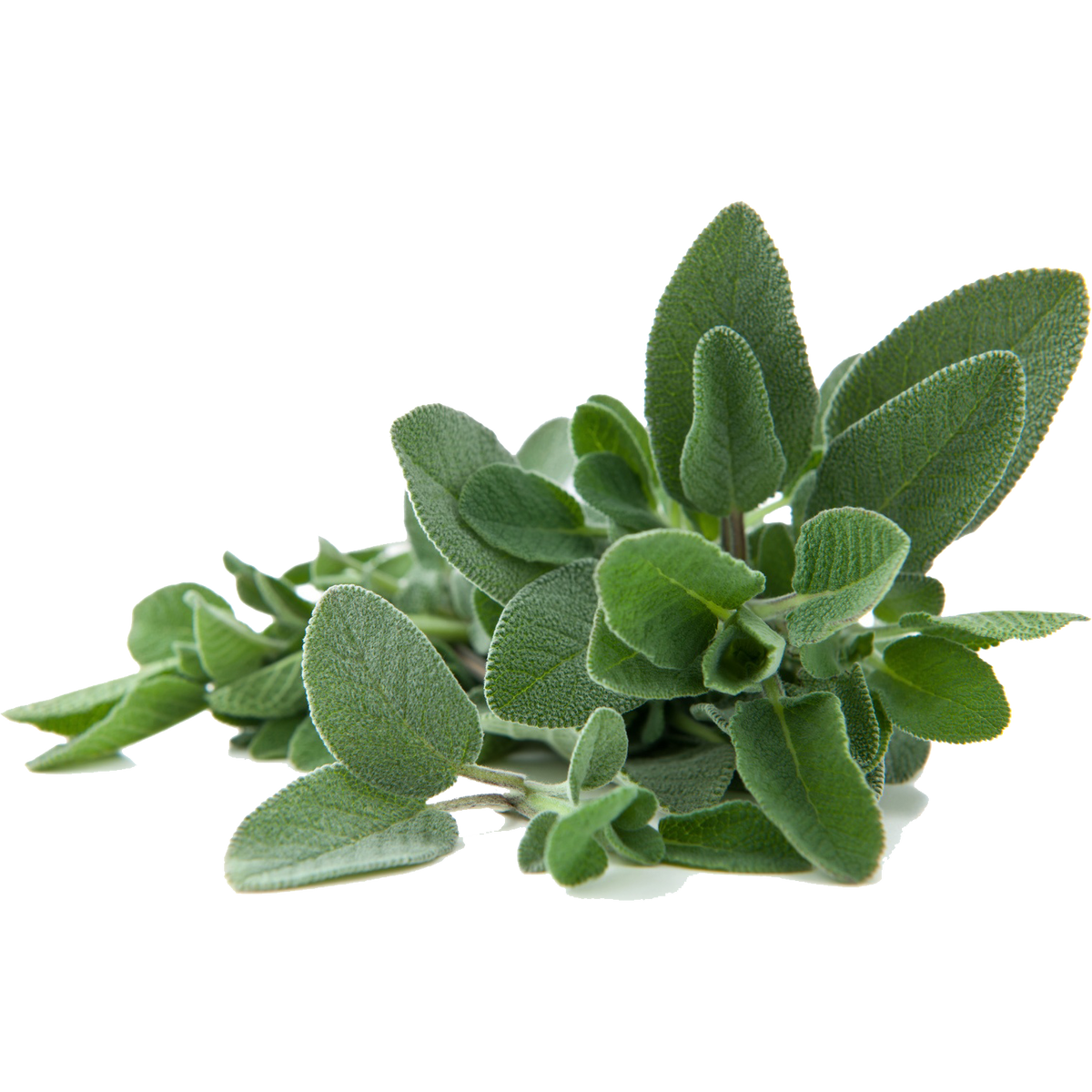 Salbei für mehr Hormonbalance für Rüden und Hündinnen