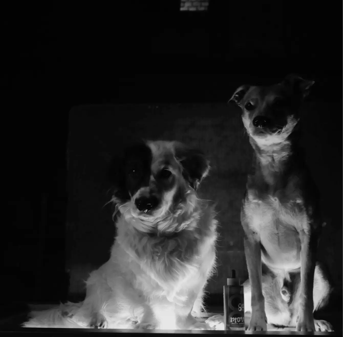 Knopf + Murmel - 2 Hunde, die sich mehr Gesundheit für alle Hunde wünschen
